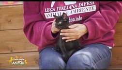 Alice, gattina nera in cerca di casa